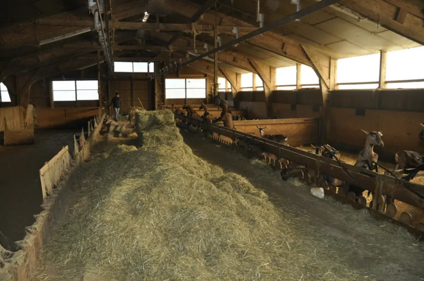 La partie inoccupée du bâtiment (à gauche) est utilisée pendant deux mois et demi pour engraisser des chevreaux commercialisés en vente directe. © B.