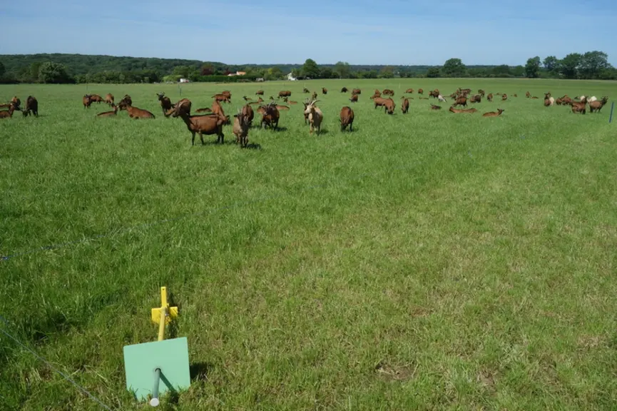 Le réseau RedCap cherche depuis 2012 à mettre en place une prairie multi-espèces robuste, pérenne, productive et adaptée à l’alimentation des chèvres