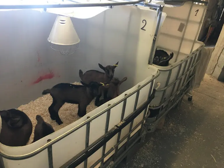 Les cases à chevreaux permettent de maîtriser le sanitaire tout en apportant un confort de travail. © O. Danel