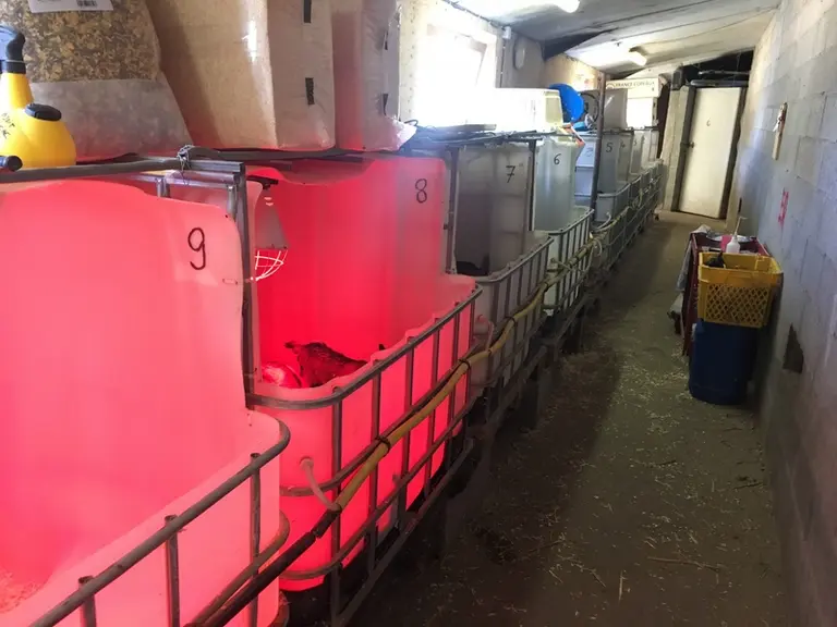 Les cases à chevreaux permettent de maîtriser le sanitaire tout en apportant un confort de travail. © O. Danel