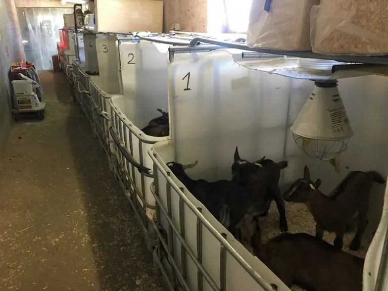 Les cases à chevreaux permettent de maîtriser le sanitaire tout en apportant un confort de travail. © O. Danel