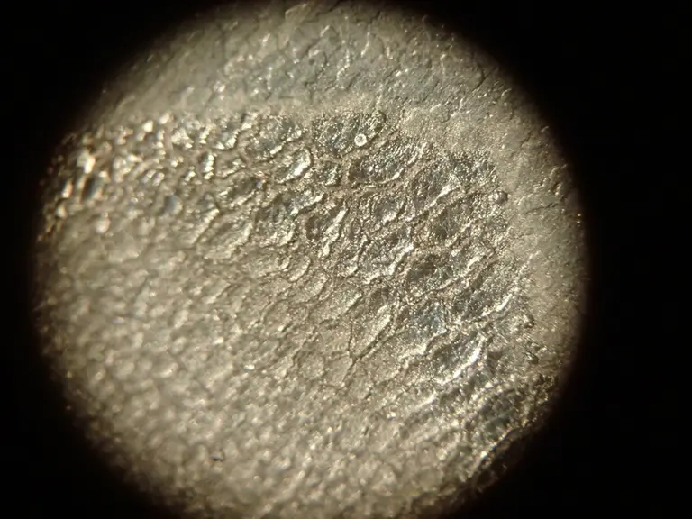 Des fissures et craquelures du caoutchouc sont visibles à la loupe binoculaire au-delà de 3 750 traites (grossissement x35). © Idele