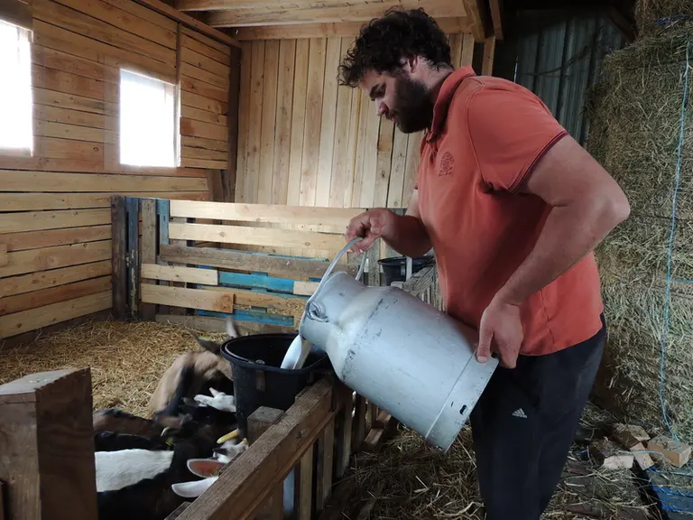 La préparation et la distribution du lait est chronophage et physique, mais les éleveurs préfèrent utiliser un lait dont ils connaissent l'origine et