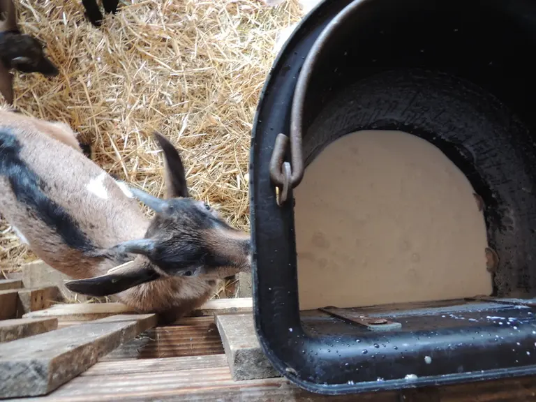 Le lavage du seau contenant le lait acidifié est beaucoup plus simple que pour le lait en poudre, qui a tendance à s'agglomérer et à boucher les tétin