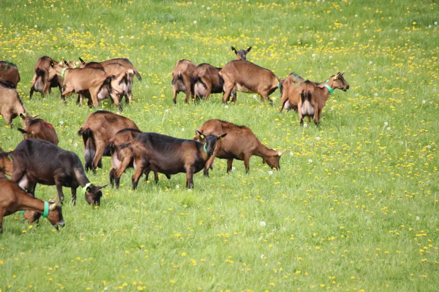 Lors du pâturage, les larves de nématodes présentes sur les prairies infestent l’appareil gastro-intestinal de la chèvre. L’accumulation de ces vers p