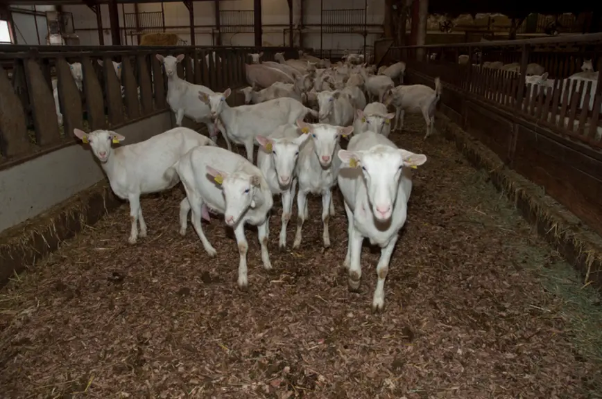 Les cases des chèvres pourraient n’être paillées qu’avec des plaquettes. Mais, le Gaec produit une partie de ses besoins en paille. Disposer des deux