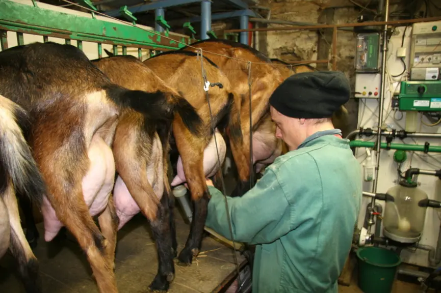 Une sélection sur la persistance laitière permettrait d’agir sur la forme de la courbe de lactation, en recherchant pas exemple des courbes plus plate