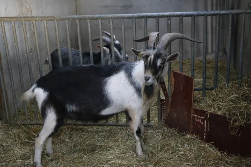 Les reproducteurs changent fréquemment d'élevage et n'ont pas des carrières trop longues pour éviter un taux trop important de consanguinité. © B. Mor
