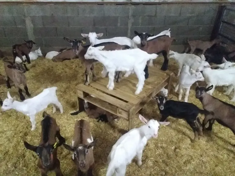 Les engraisseurs se sentent lésés sur la période de Pâques et estiment que les abatteurs auraient dû mieux payer leurs chevreaux. © A. Garnier