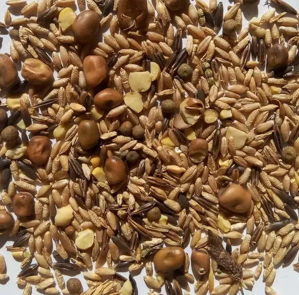 Une application smartphone, en cours de développement, donnerait une indication de la valeur alimentaire d'un méteil à partir d'une simple photo. © J.