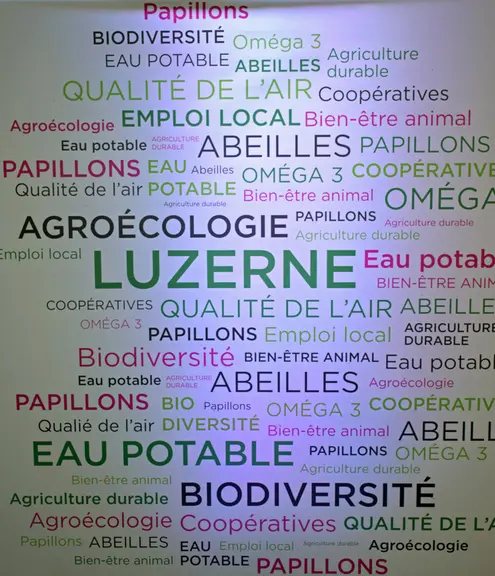 La luzerne déshydratée est un fourrage cultivé sur 67 000 hectares en France par 6 000 agriculteurs. © D. Hardy