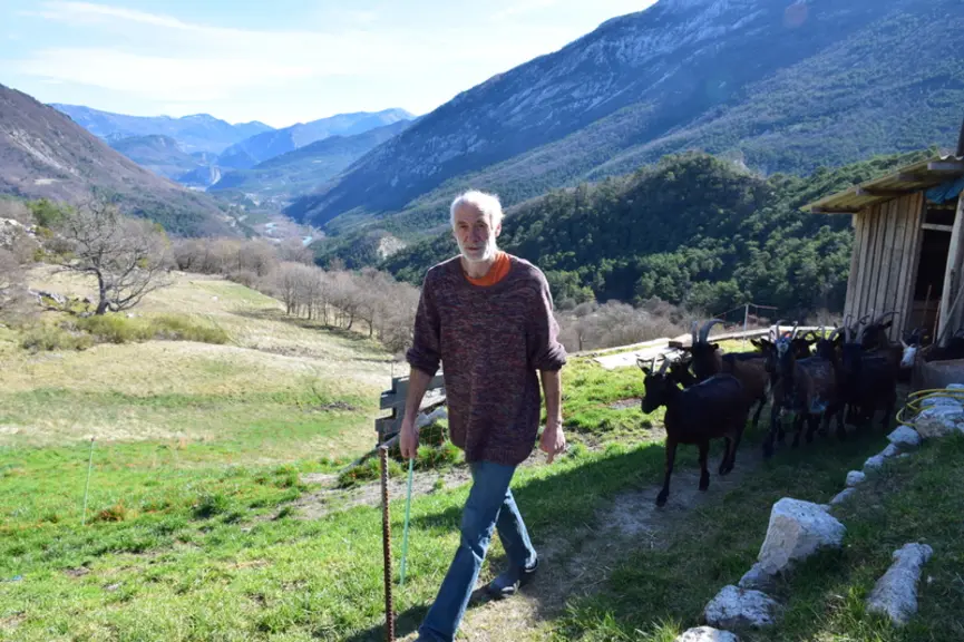 Les chèvres de la ferme de Taloire sont souvent dehors, en parc, gardées ou lâchées dans la montagne quand le loup semble loin.  © D. Hardy