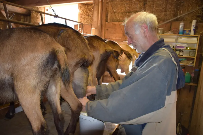 En une heure et demie, Jean-Christophe trait la trentaine de chèvres. Il faut rajouter une demi-heure quand les cabris sont là. © D. Hardy