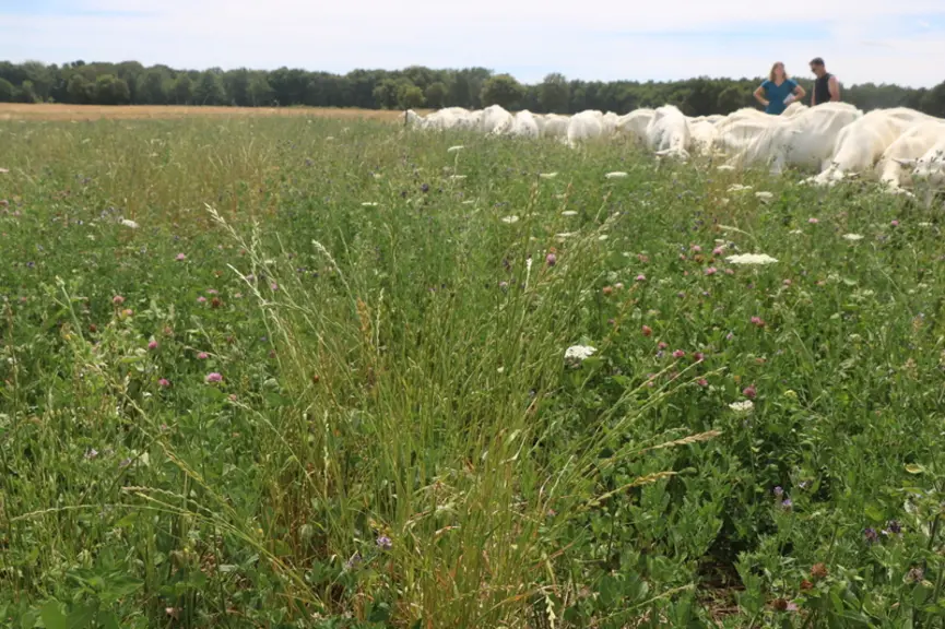Les prairies temporaires sont constituées d'un mélange homogène de trèfle violet et de luzerne. Les refus de cette dernière sont broyés après le dépar