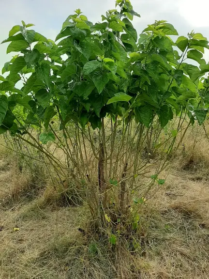 Pour permettre à l'arbre de survivre au pâturage, il est conseiller de tailler tout en laissant trois ou quatre branches plus hautes qui ne seront pas