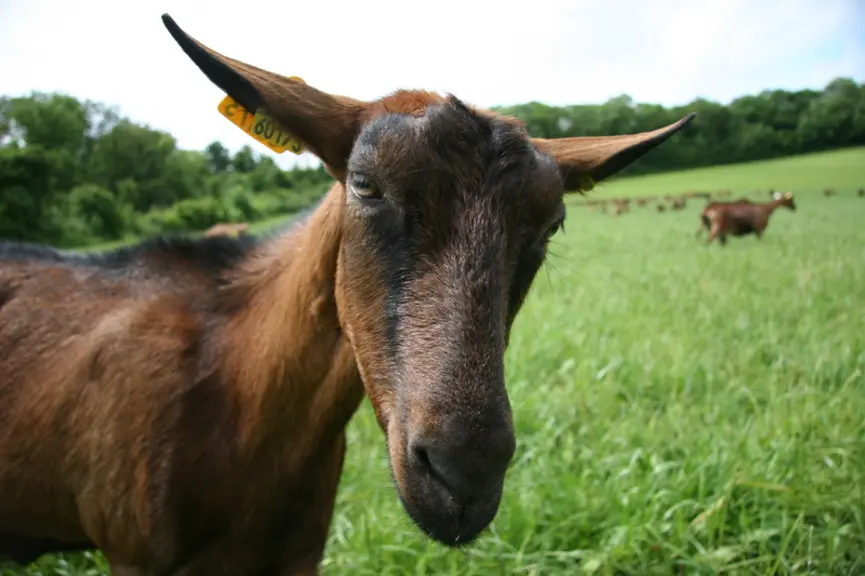 L'enquête d'Agrocampus Ouest met en lumière les limites ressenties pour développer le pâturage caprin : dépendance à la météo, sensibilité au parasiti