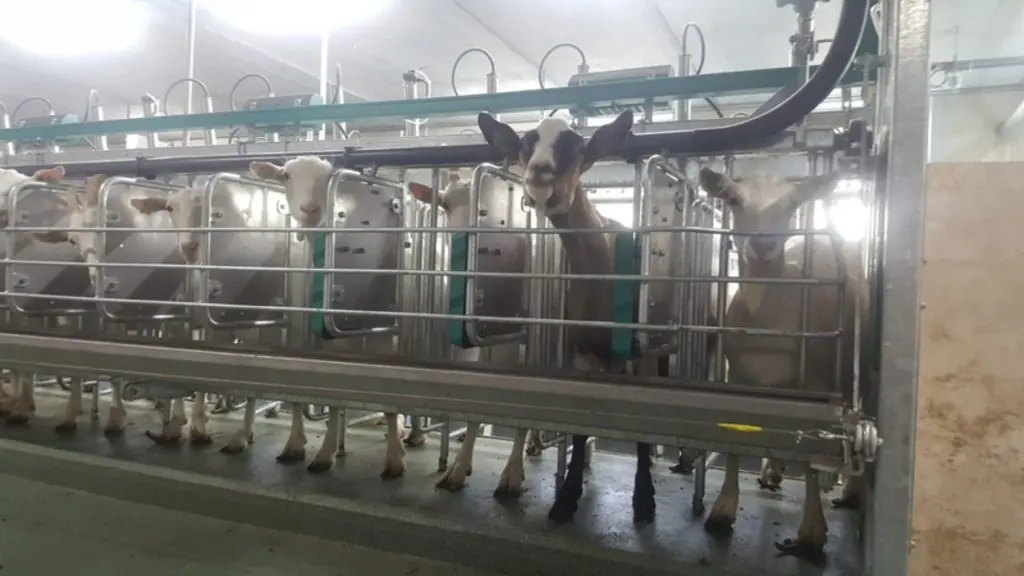 Un peu de granulé est distribué  automatiquement en salle de traite pour appâter les chèvres.  © Gimala