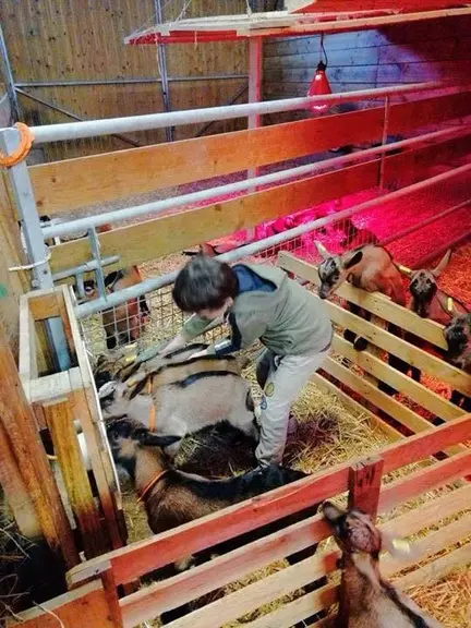 Une fois sorties des cases d'apprentissage, les petites chevrettes ont un accès privilégié à la louve avant d'être confrontées aux plus âgées. © DR