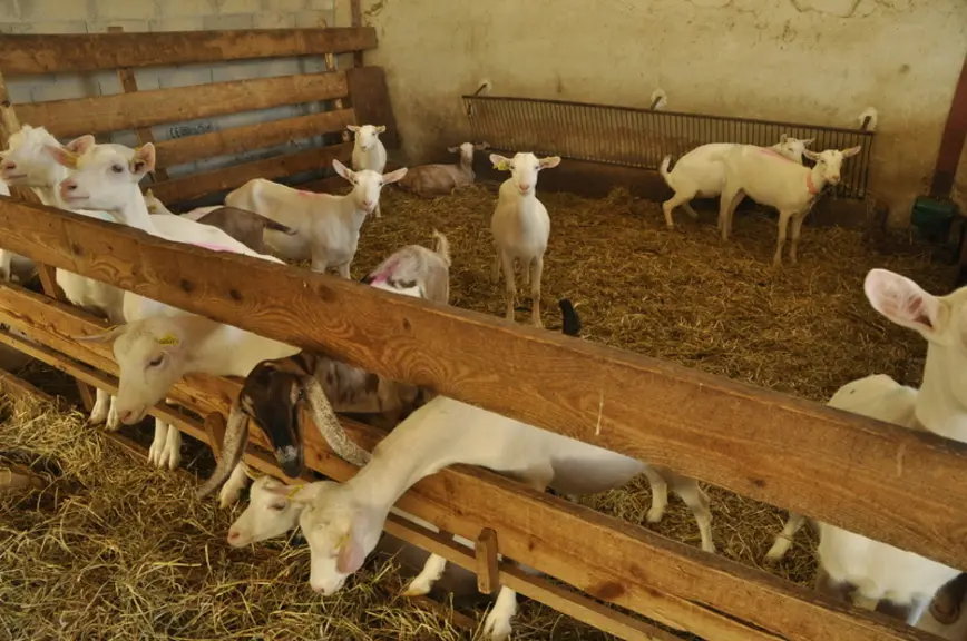 Les chèvres Anglo-Nubienne (une dizaine) sont intéressantes pour leurs taux exceptionnels et leurs qualités de viande. Les éleveurs démarrent aussi le