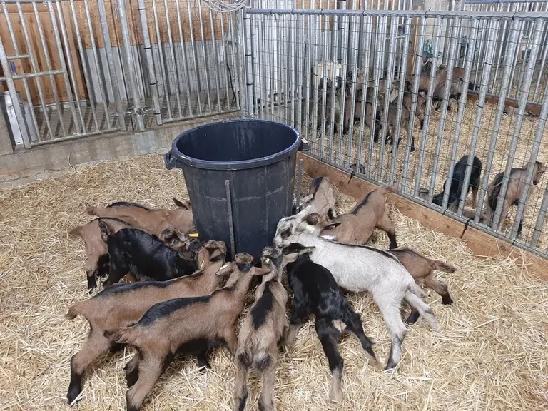 Replacer l'engraissement du chevreau à la ferme permettrait à la filière de gagner en qualité tout en donnant à l'éleveur la visibilité sur l'importan