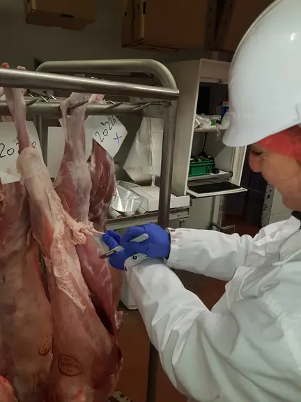 La viande de chevreau, après les essais d'allaitement, présente des rations oméga 6 / oméga 3 beaucoup plus proches de la recommandation de l'Anses. ©