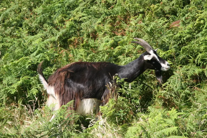 Les chèvres des Fossés ou les Pyrénéennes sont appréciées pour  leur rusticité et leur capacité à nettoyer les terrains. © D. Hardy