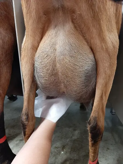 Au Pradel, le personnel de la ferme expérimentale applique des lingettes désinfectantes sur les mamelles des chèvres en salle de traite. © C. Boyer/Id