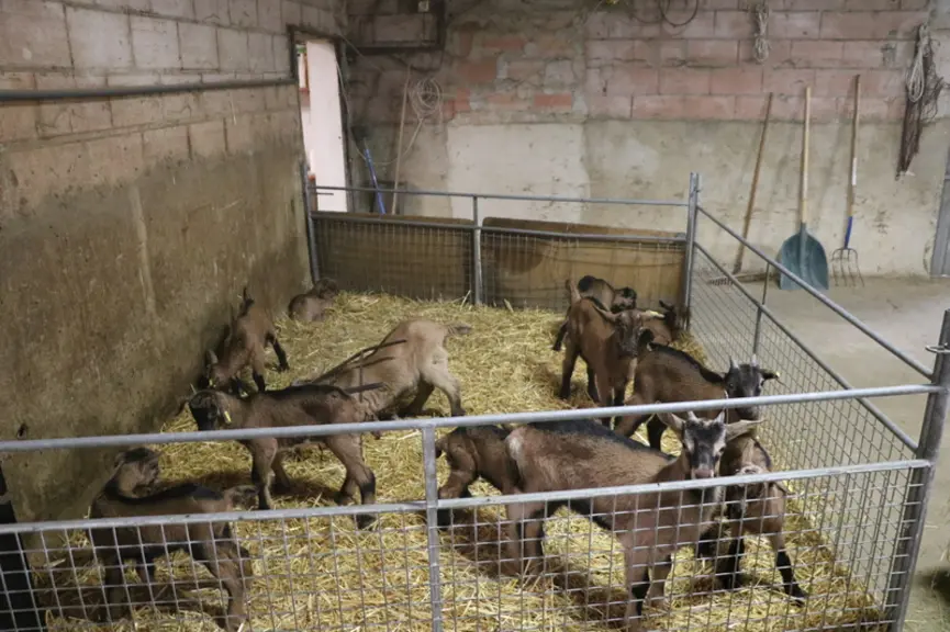Les éleveurs laitiers ont perdu entre 0,6 et 1,2 % de revenu à cause de la crise du chevreau sur 2020. © B. Morel