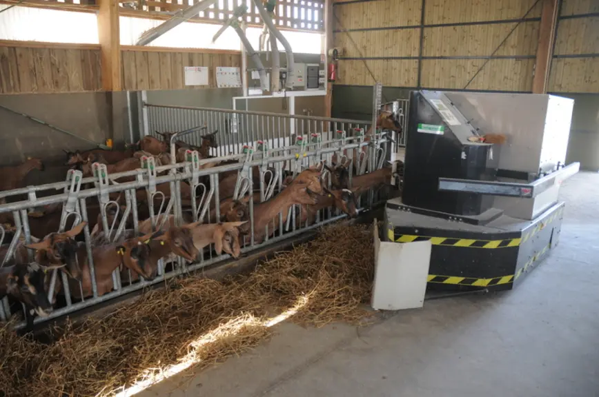 Si la robotisation peut sembler déshumaniser l'élevage, elle laisse aussi à l'éleveur plus de temps pour mieux observer ses animaux.  © A. Villette