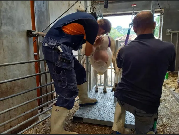 Aux Pays-Bas, les inséminations caprines se font principalement avec de la semence fraîche. © Goffe de Boer