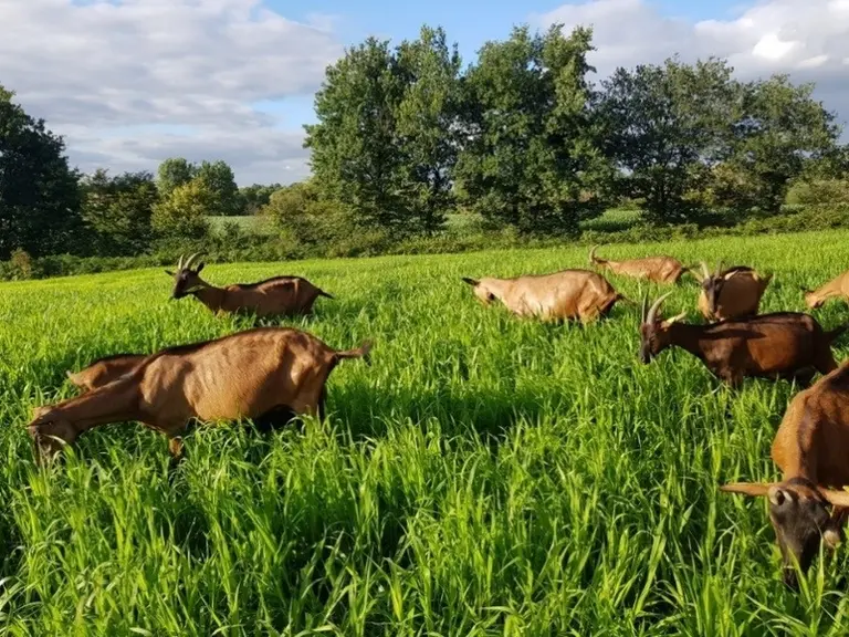 Le pâturage estival du mélange millet-moha-trèfle d'Alexandrie a permis au producteur de passer la saison sèche sans perte de production. © DR