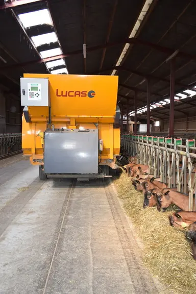 La distribution du fourrage est homogène et régulière le long de l’auge. © D. Hardy