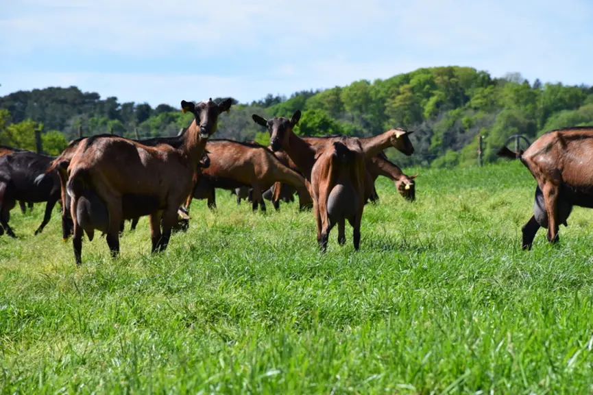 Les différents essais réalisés par l'Inrae permettent d'affirmer que « les chèvres pâturent plus, plus vite et plus longtemps que les vaches laitières