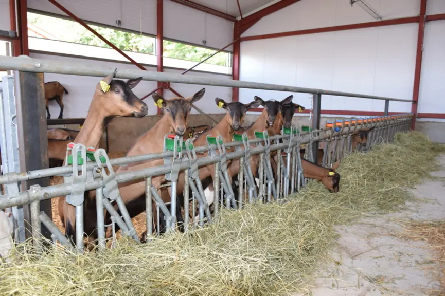 Avec ce bâtiment modulable pour accueillir les chevrettes de la naissance à la mise à la reproduction, les associés de La chèvre de Russilly voient dé