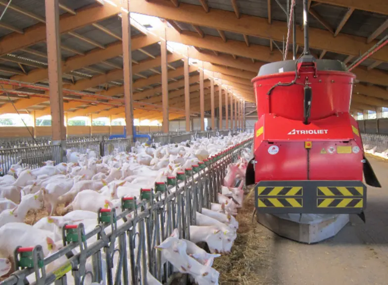 A la SCEA Le chêne blanc, Pougne-Hérisson (79), le robot d'alimentation distribue les fourrages au 1 050 Sannen.