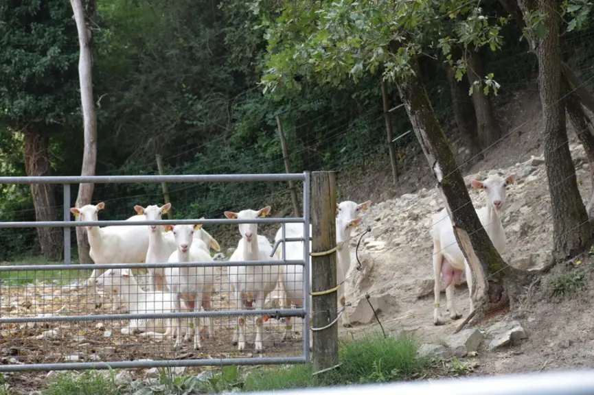 À la ferme de St Alban, les chèvres ont accès à des aires d’exercices (obligatoires dans le cahier des charges de l’AOP Picodon, minimum de 5 m² par c