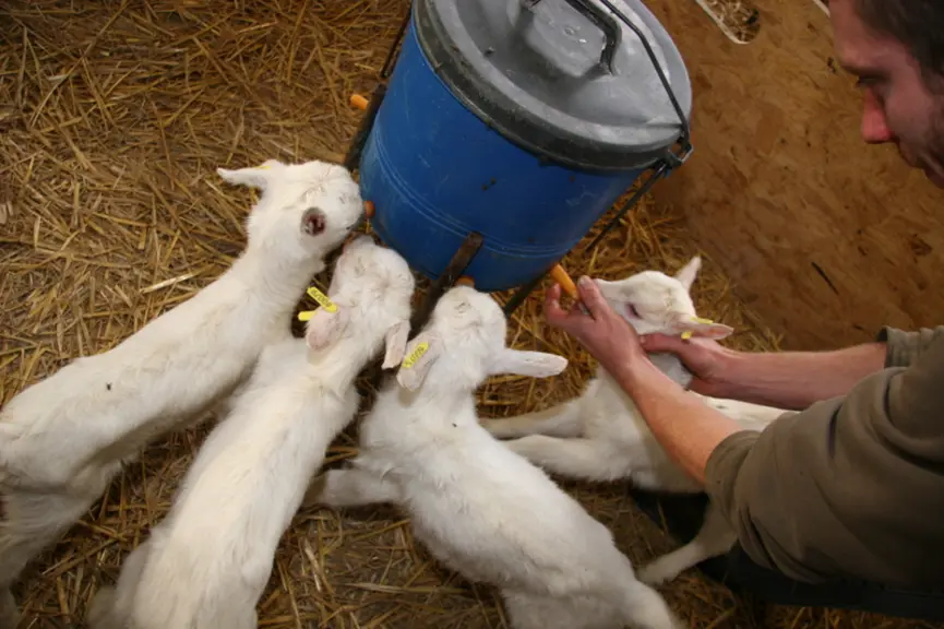 La charte des bonnes pratiques d’élevage du chevreau couvre toutes les étapes de sa vie, de son élevage de naissance à l’abattoir en passant par l’eng