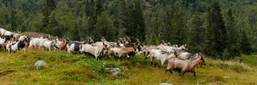 Une chèvre donne 2,7 litres en moyenne, de quoi, avec les traites du matin et du soir remplir le large chaudron à fond plat de 300 litres.