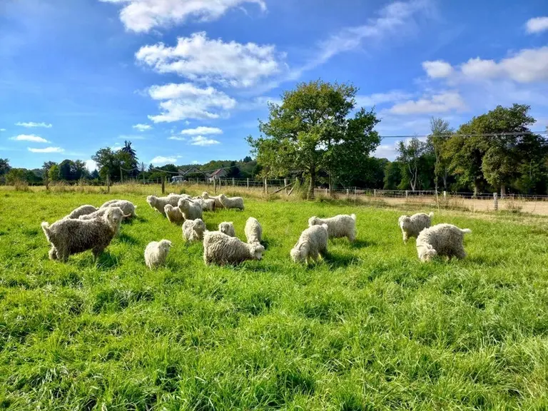 Les 30 chèvres Angora de la ferme Mohair de Combraille pâturent une grande partie de l'année.