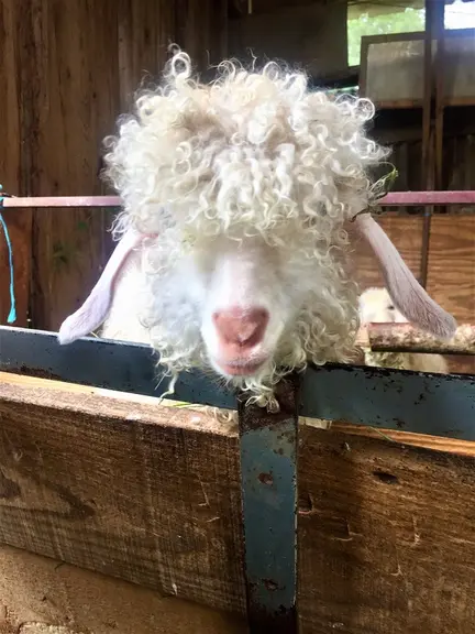 Tondus une à deux fois par an, mâles et femelle angora produisent du mohair.