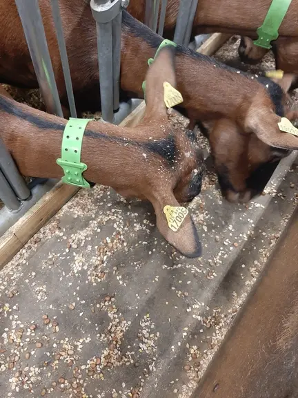 Dans els deux essais conduits, les changements de ration n'ont pas conduit à des baisses d'ingestion ni de production.