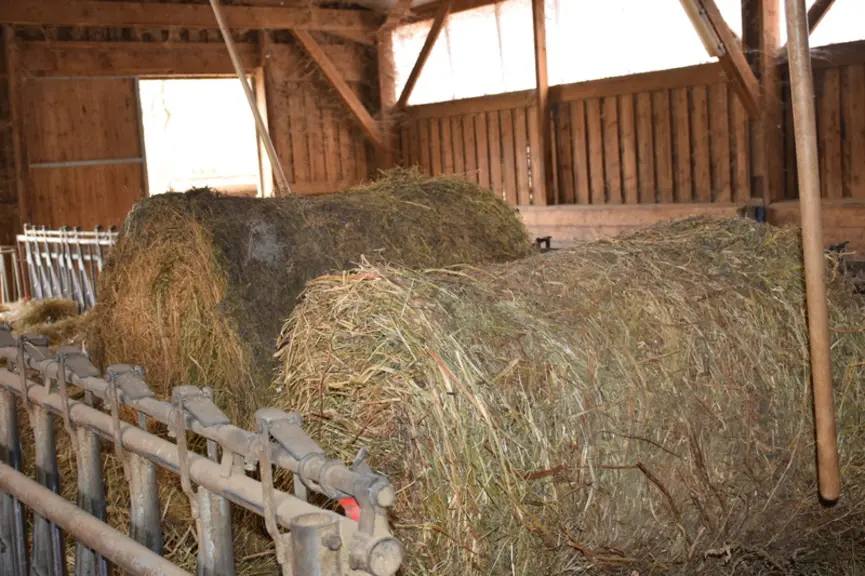 Deux bottes de 220 kg de sainfoin (au premier plan) et de luzerne sont amenées au troupeau de 48 chèvres tous les 2 jours quand le troupeau reste en b
