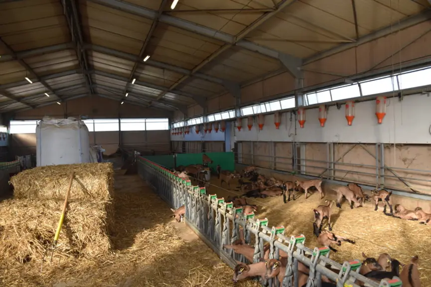 Construit en 2012, le bâtiment chevrette est une vraie satisfaction pour Laurent Ruau, avec des animaux qui grandissent bien et aucun problème sanitai