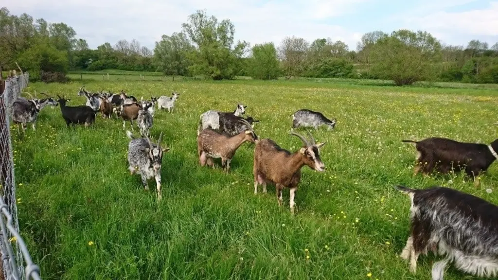 Grâce au contrôle de performances, Amandine Descharmes et Simon Lejeune peuvent valoriser génétiquement leurs animaux et participer ainsi à la promotion de la chèvre de Lorraine.