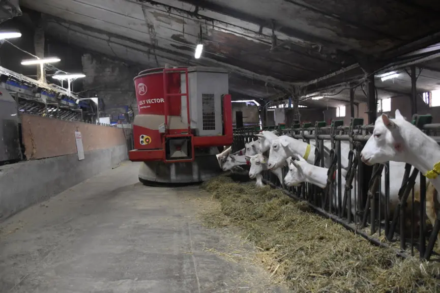 Le cordon de distribution doit être homogène sur toute la longueur de l'auge.