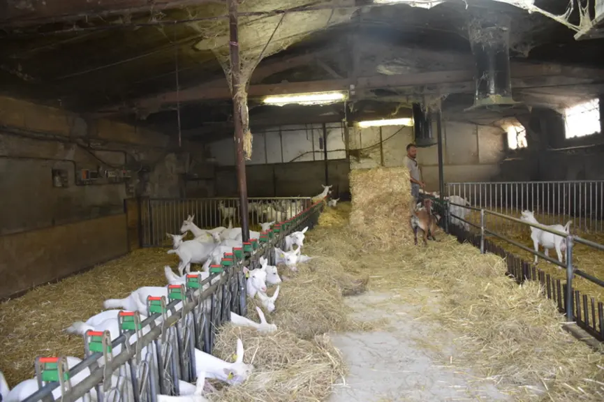Le bâtiment chevrette a été réaménagé il y a trois ans. La ventilation a été revue et les chevrettes ne présentent plus de problèmes respiratoires dep