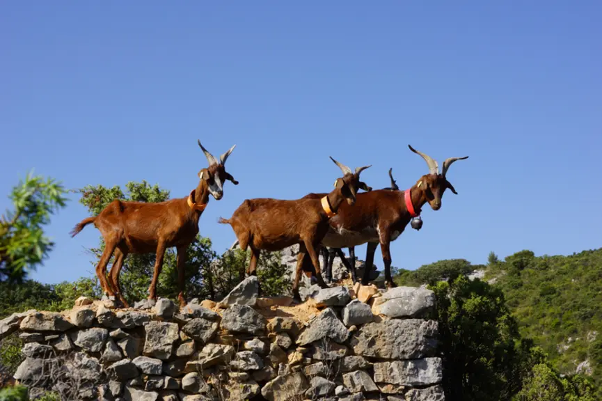 David a choisi cette race rustique parce qu'elle est « adaptée à la garrigue. Il y a des piquants partout et une végétation basse, j’aurai trop de pr