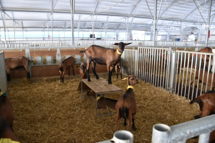 Les meilleures conditions d'élevage ont permis de gagner 20 g de GMQ pour les chevrettes après sevrage.