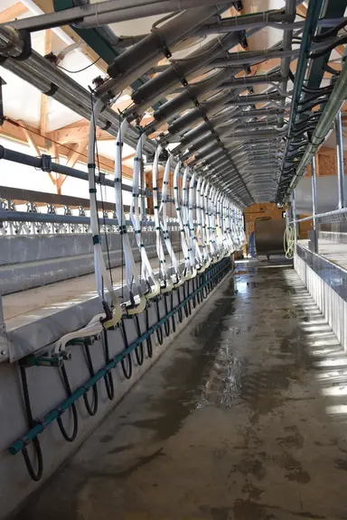 La nouvelle salle de traite permet de traire 300 à 320 chèvres à l'heure, un gain de cadence bienvenu.