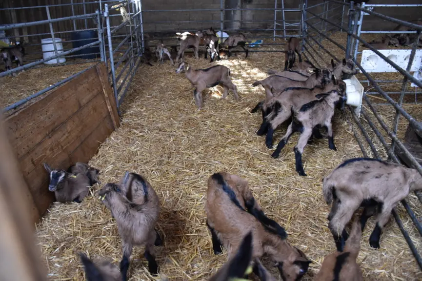 Les chevreaux sont de nouveaux engraissés sur l'exploitation depuis cette année. Si cela demande de la surveillance et l'achat de poudre de lait, la f